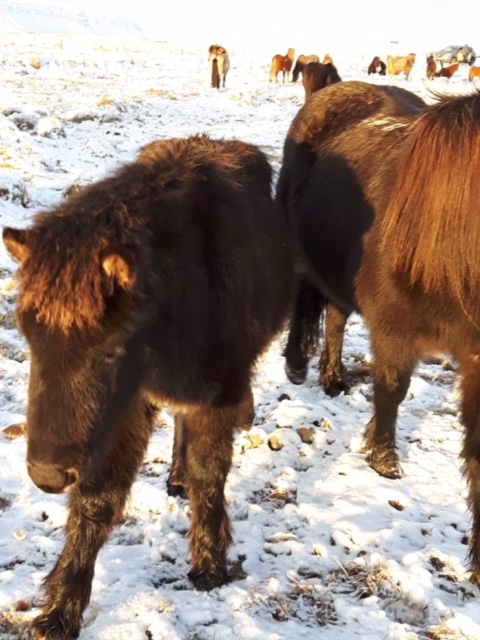 Sohn von Linda & Skaginn frá Skipaskaga aus 2018