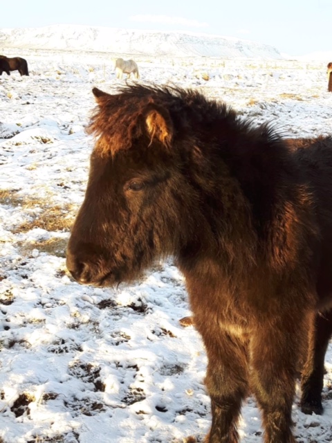 Sohn von Linda & Skaginn frá Skipaskaga aus 2018