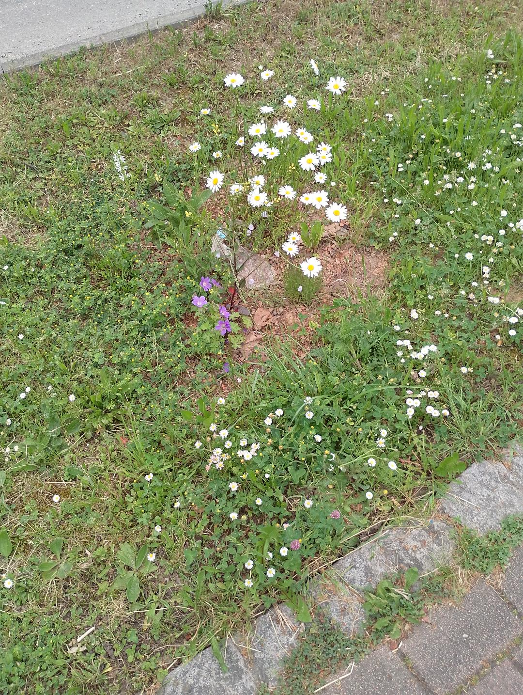 wie ein kleiner Blumenstrauß