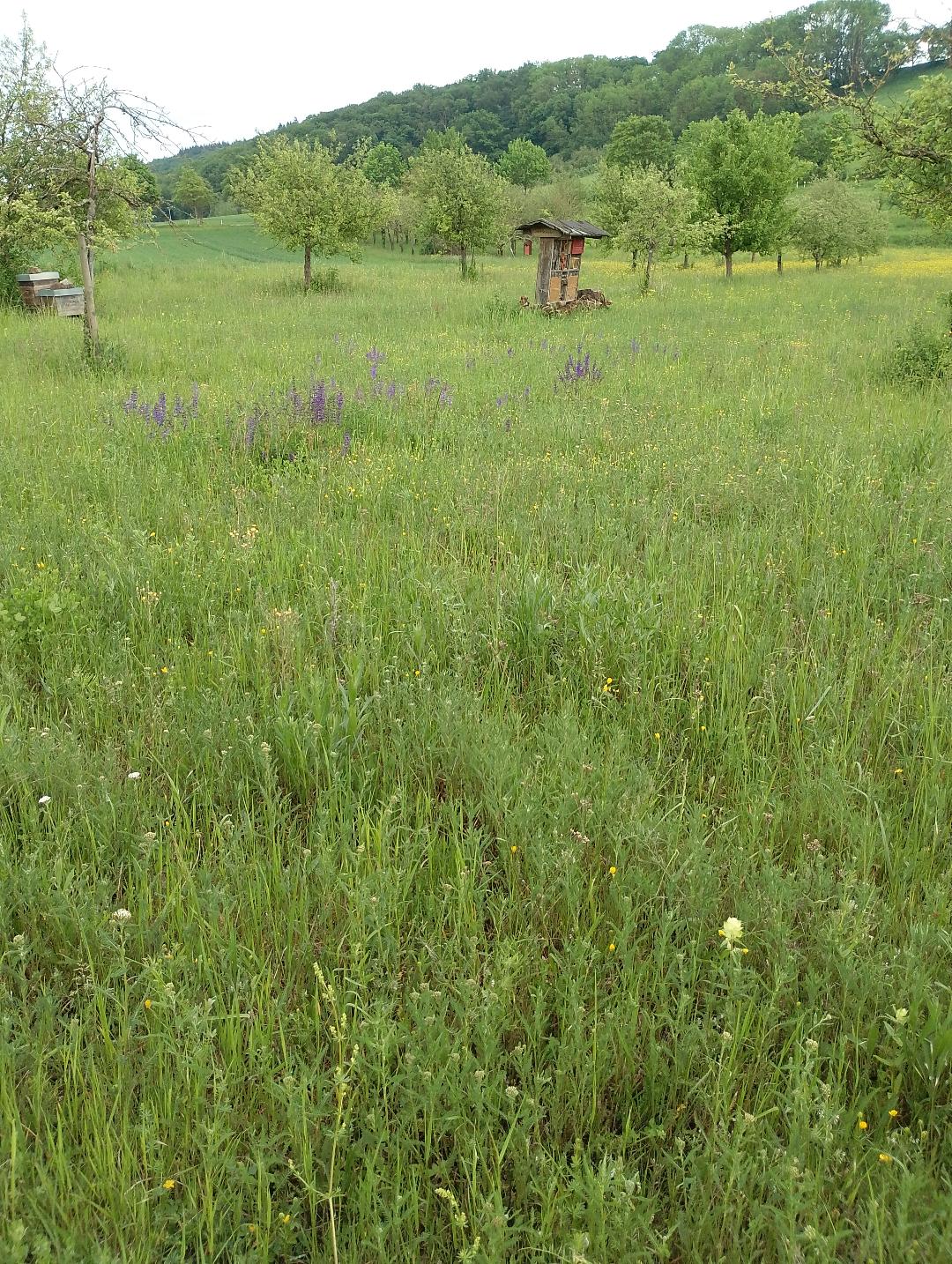 Blick in die Streuobstwiese