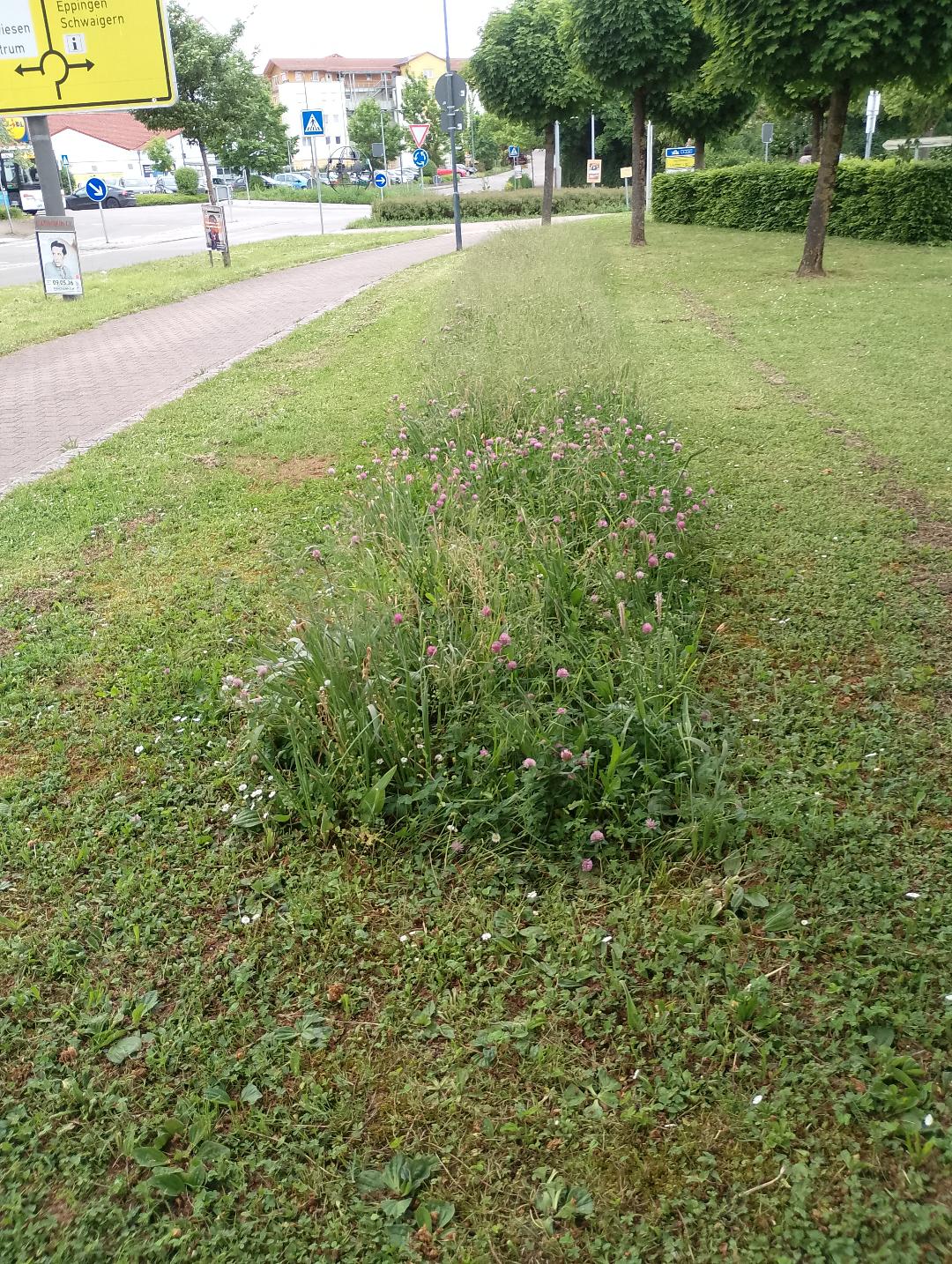 Natur nahe Rasenpflege