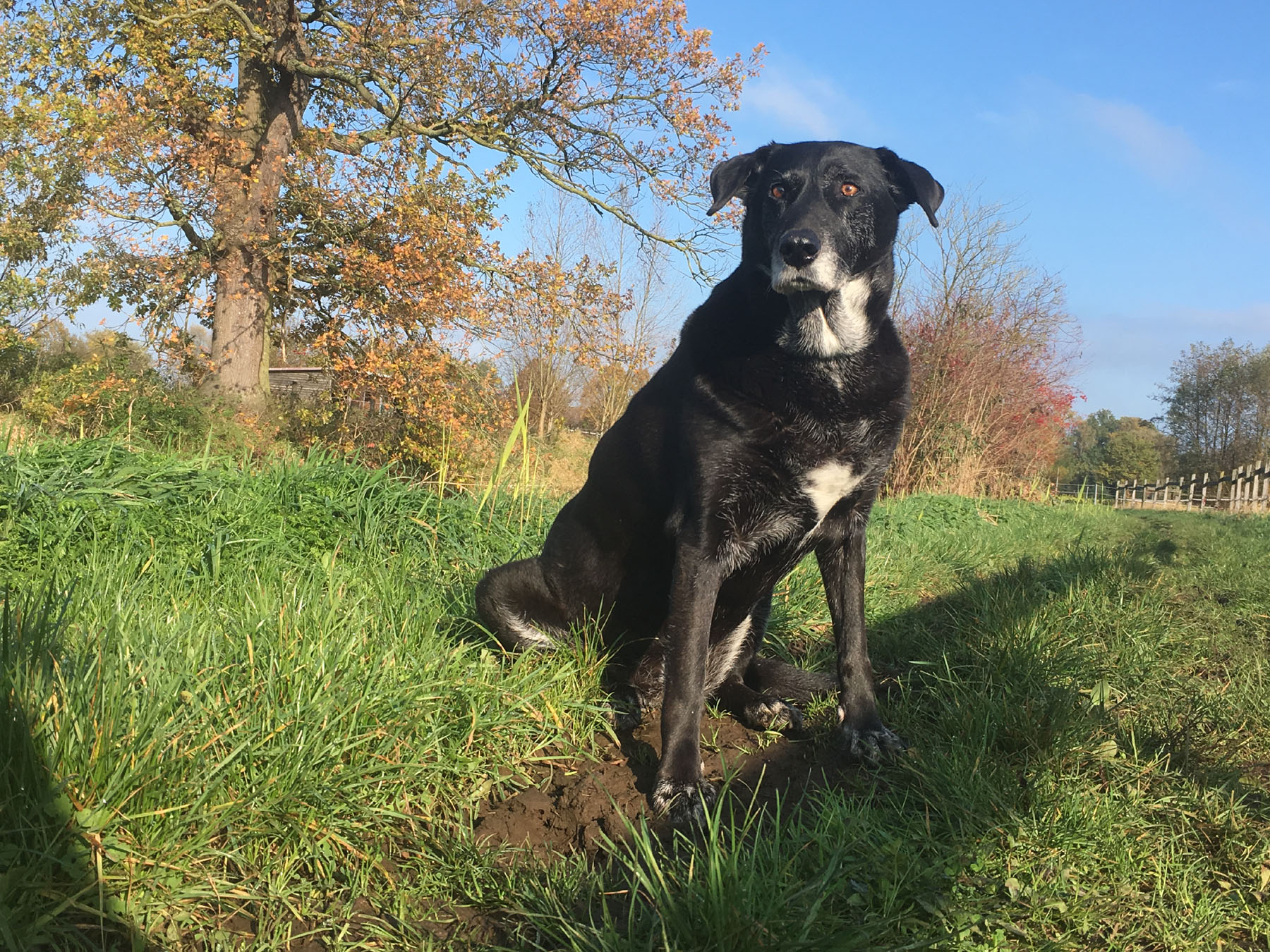 Kontakt Bianca SpechtOsteopathie für Pferd & Hund