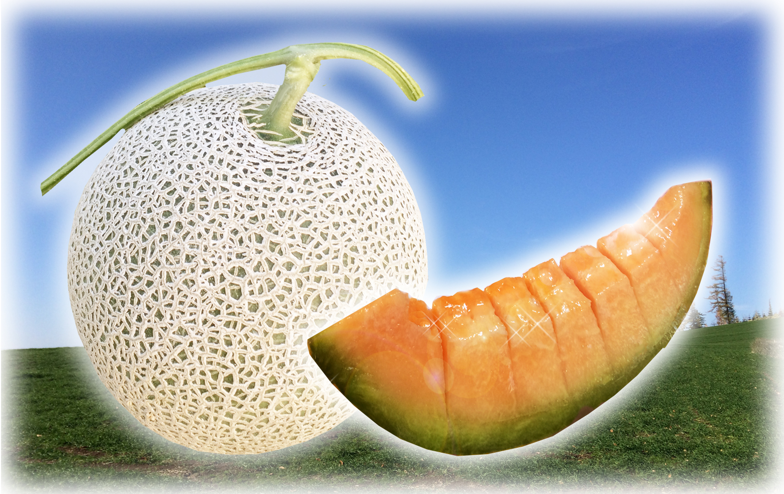 古川果園の 甘 い贅沢 特選甘熟レッドメロンa の数量限定受付の開始 オフィスくりおこ 古川果園の 甘 い贅沢 特選甘熟レッドメロンa の数量限定受付の開始 オフィスくりおこ