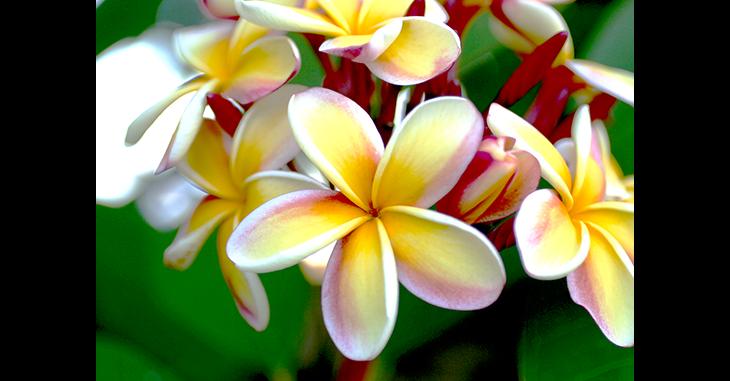 PLUMERIA (Beautiful, fragrant plumeria blossoms in Kauai, Hawaii)