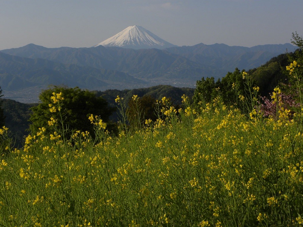 同　菜の花と富士山