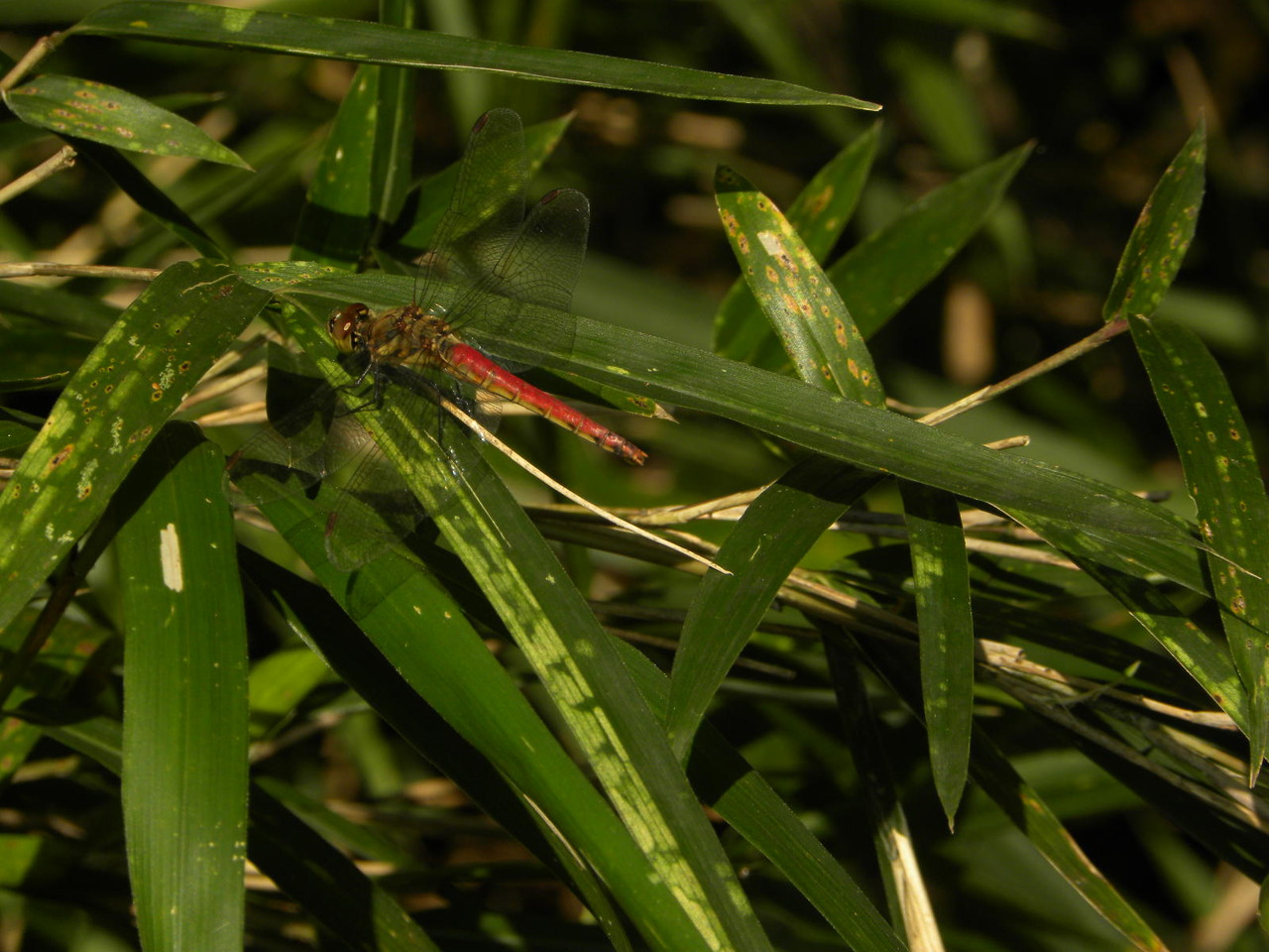 アキアカネ（東京都八国山緑地）