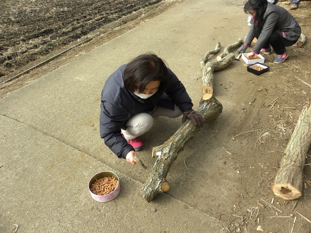 シイタケの駒打ち（コナラ）