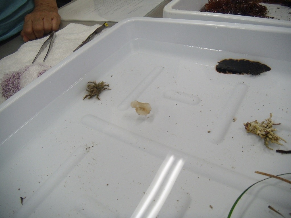中央部の扁形動物（ツノヒラムシ）と上部軟体動物（クロシタナシウミウシ）
