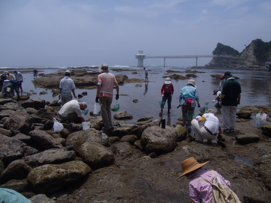 勝浦海中公園を背景に採取に夢中になる受講生
