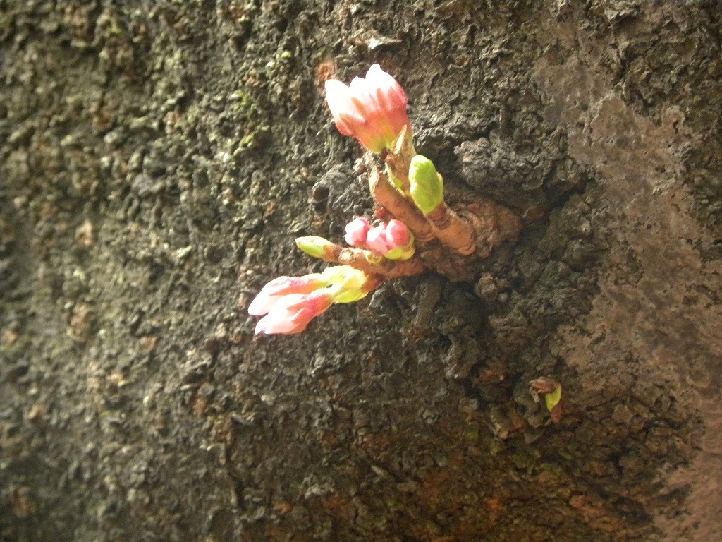 サクラの幹から花芽が顔を出しています。