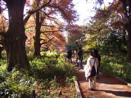 秋の「母と子の森」で、紅葉がきれいです