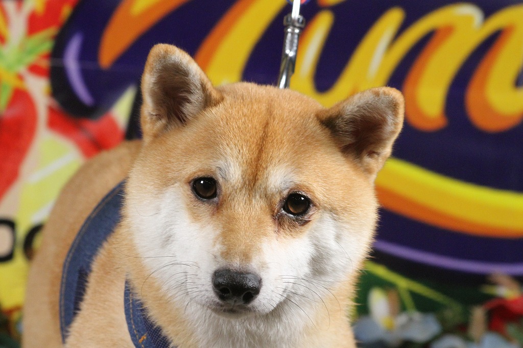柴犬 箱根強羅グアムドッグ本店公式サイト 神奈川箱根 犬と一緒に寝れる 旅館 ペット 温泉 柴犬 箱根強羅グアムドッグ本店公式サイト 神奈川箱根 犬と一緒に寝れる 旅館 ペット 温泉