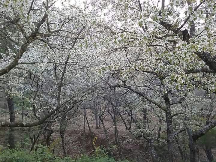 Almendros en flor en el Juanar. Elias Ceballo Cebrián. 3años A