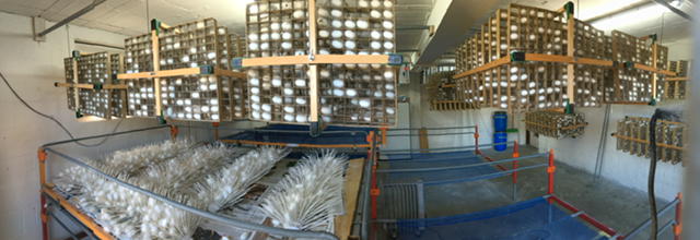 Kokons in Verpuppungsrahmen