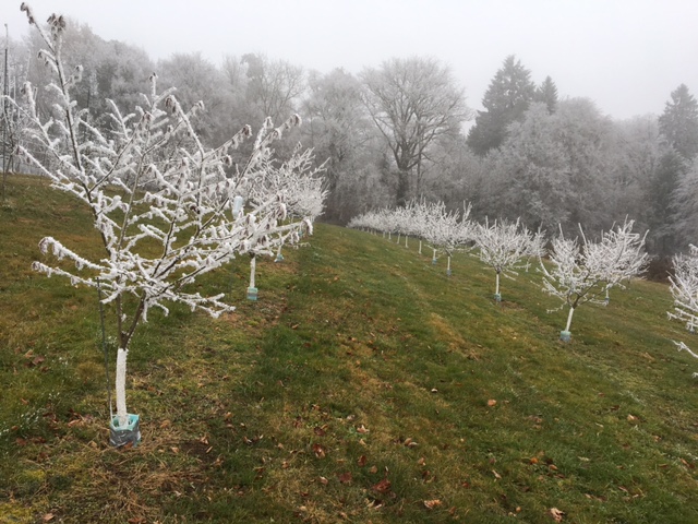 Haselnussanlage Murzelen am 01.01.2017