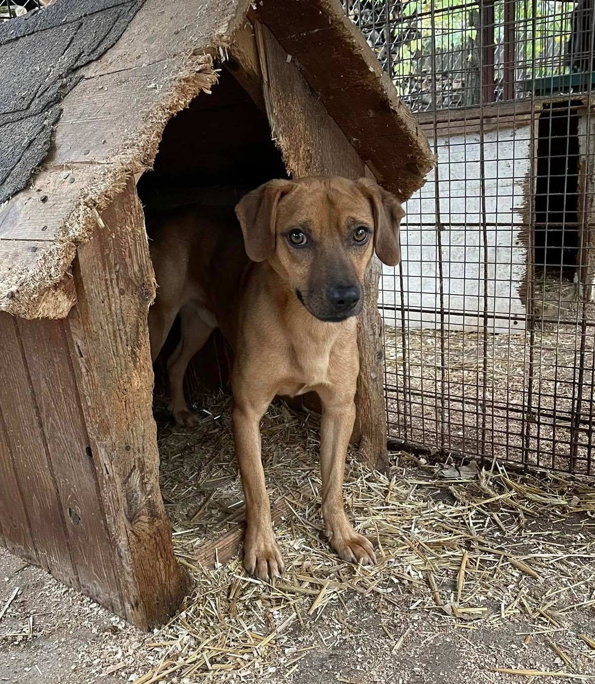 Henry - Mischlings Rüde möchte ein Zuhause