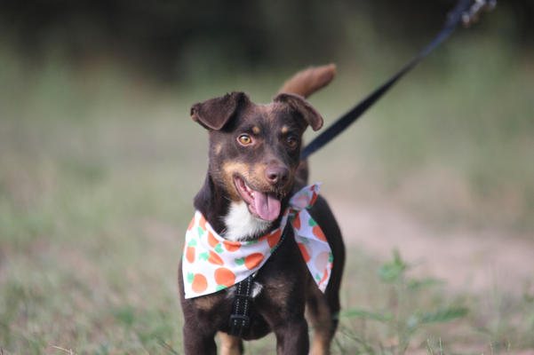 Joe - Junger Hunde-Bub sucht Familie für gemeinsame Abenteuer