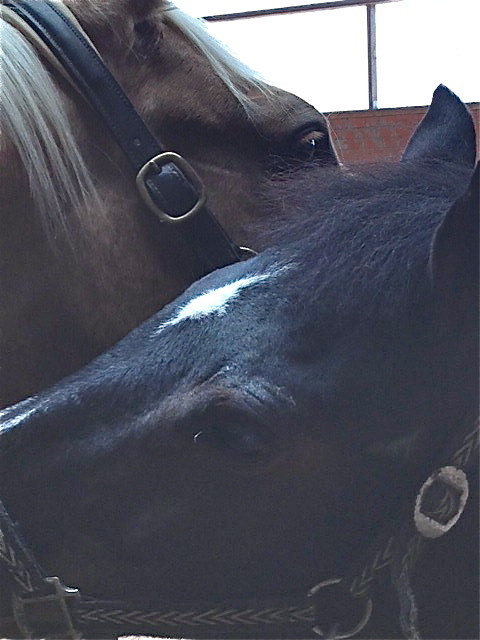 Nach endlos langen Monaten ist Midas Ende Februar 2014 endlich wieder bei uns. Mit Dante ist es immer noch eine besondere Freundschaft. Foto: Kim Radovan