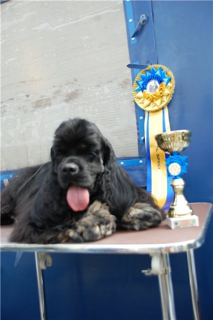 The best junior a dog of the Championship - the Young champion of Ukraine!!!