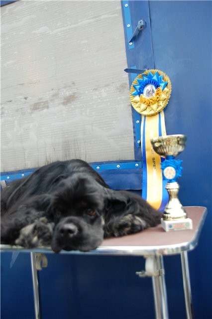 The best junior a dog of the Championship - the Young champion of Ukraine!!!