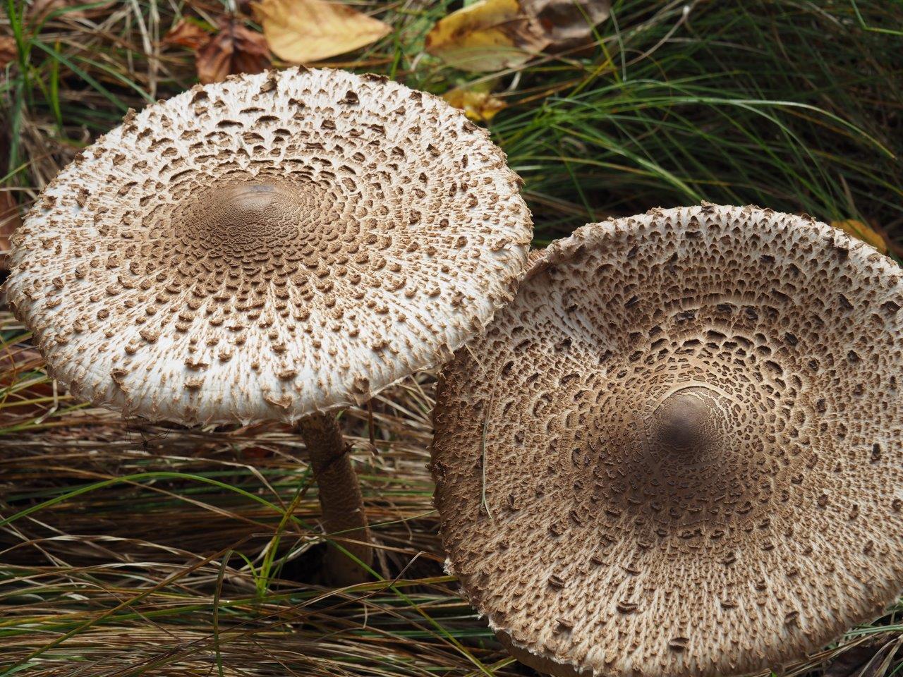 auch Parasol-Pilze gedeihen, nach dem Regen im heissen Sommer 