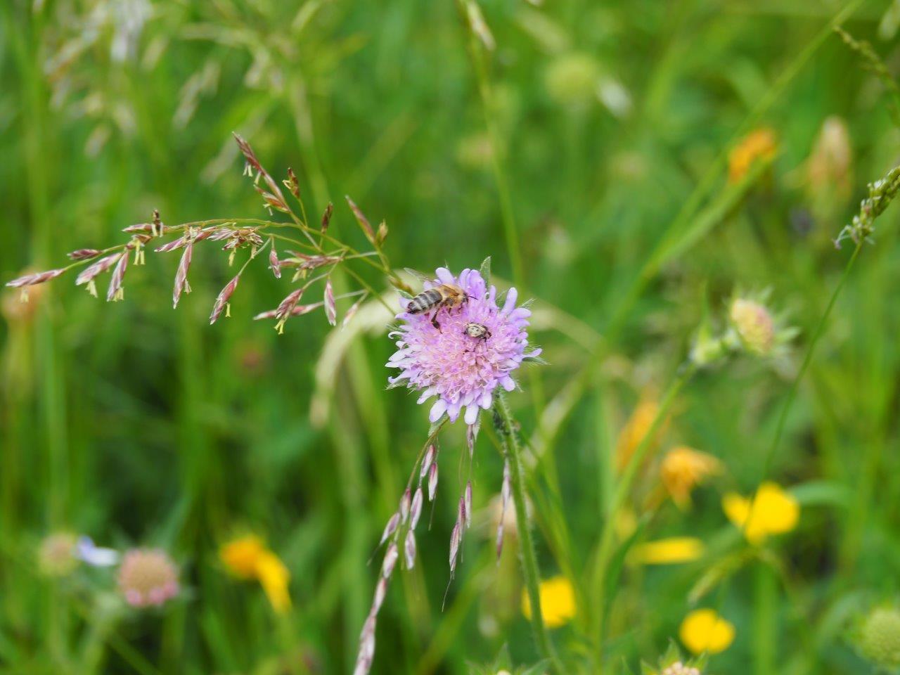 blühende Magerwiesen locken Insekten an (Hochsommer)