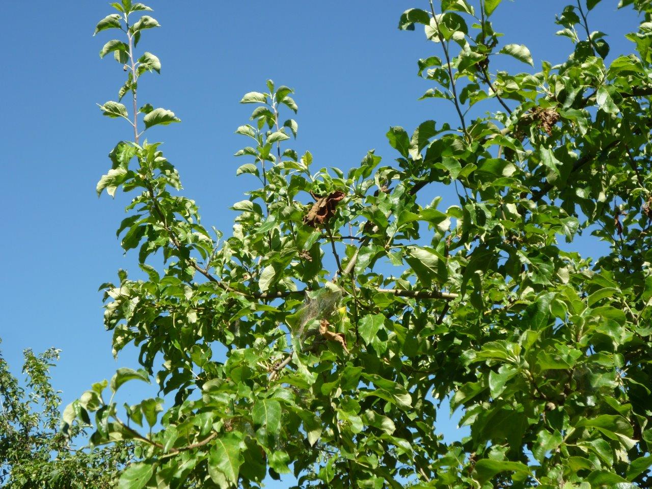 kaum ein Apfel am Baum, dafür Gespinste und Geziefer