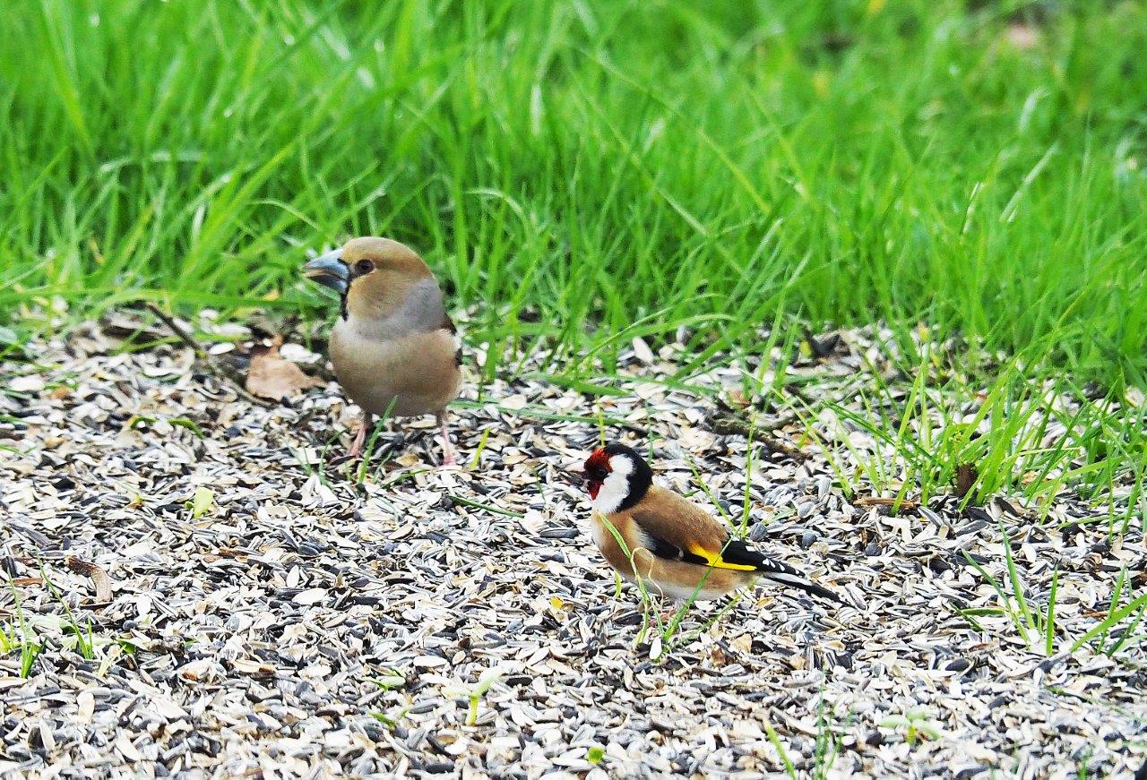 auch Kernbeißer und Distelfink besuchen gerne eine Futterstelle