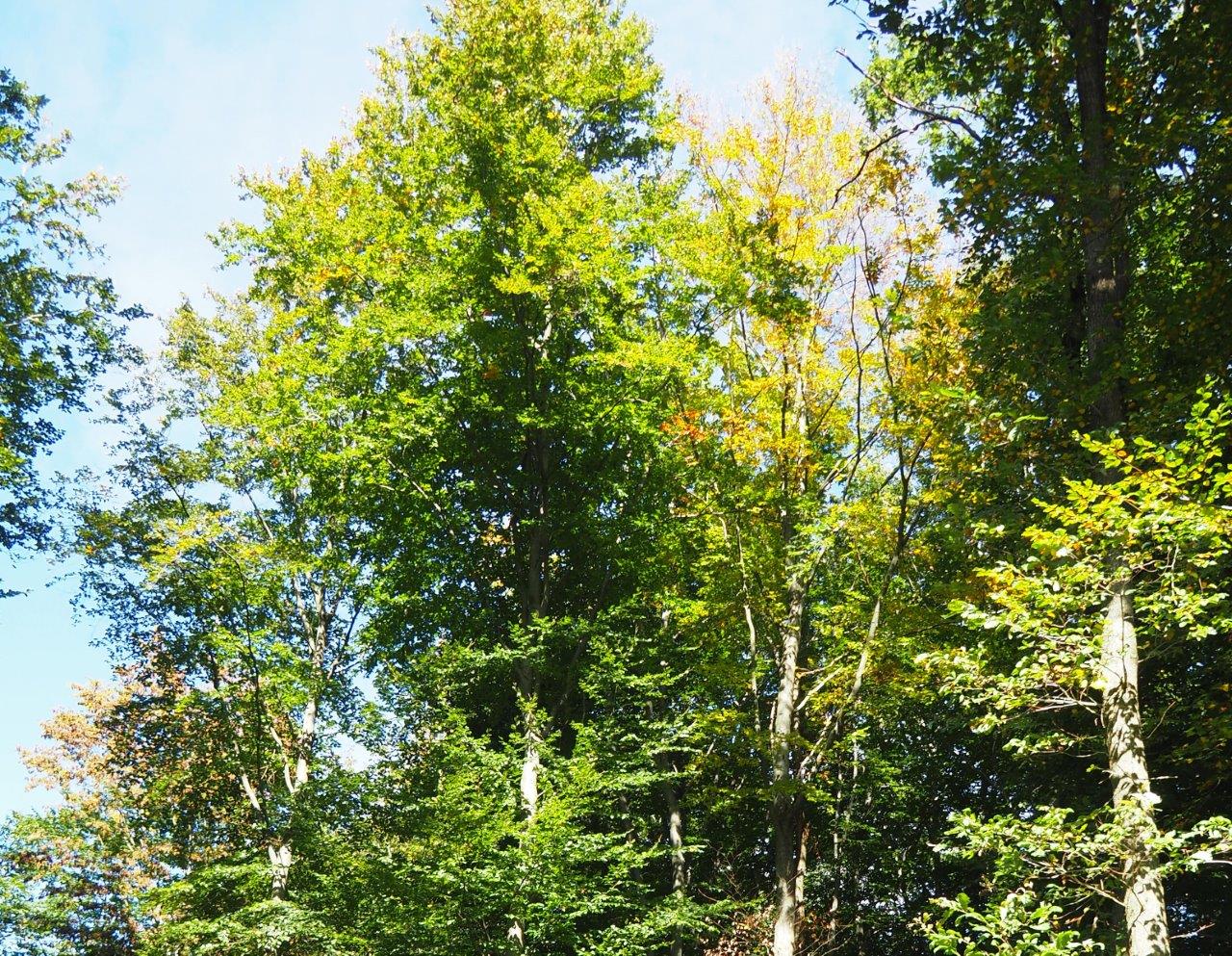 auch der Wald leidet: Sonnenbrand bei Buchen