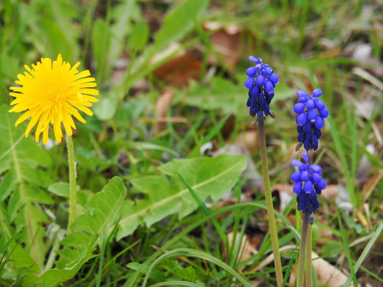 wilde Schönheiten unter den Frühlingsboten