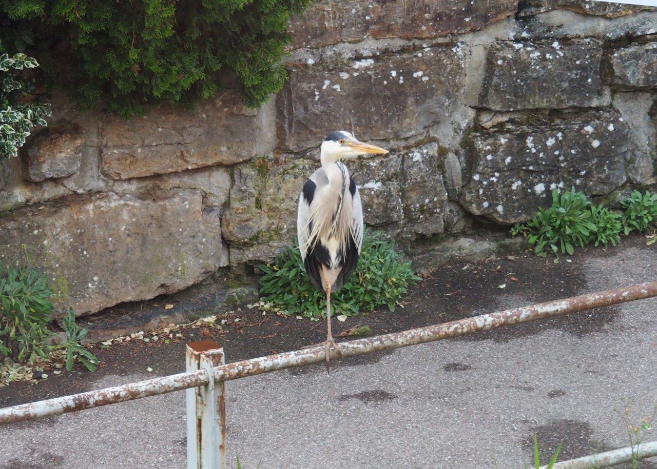 ein Fischreiher hält Ausschau am Reichenbach