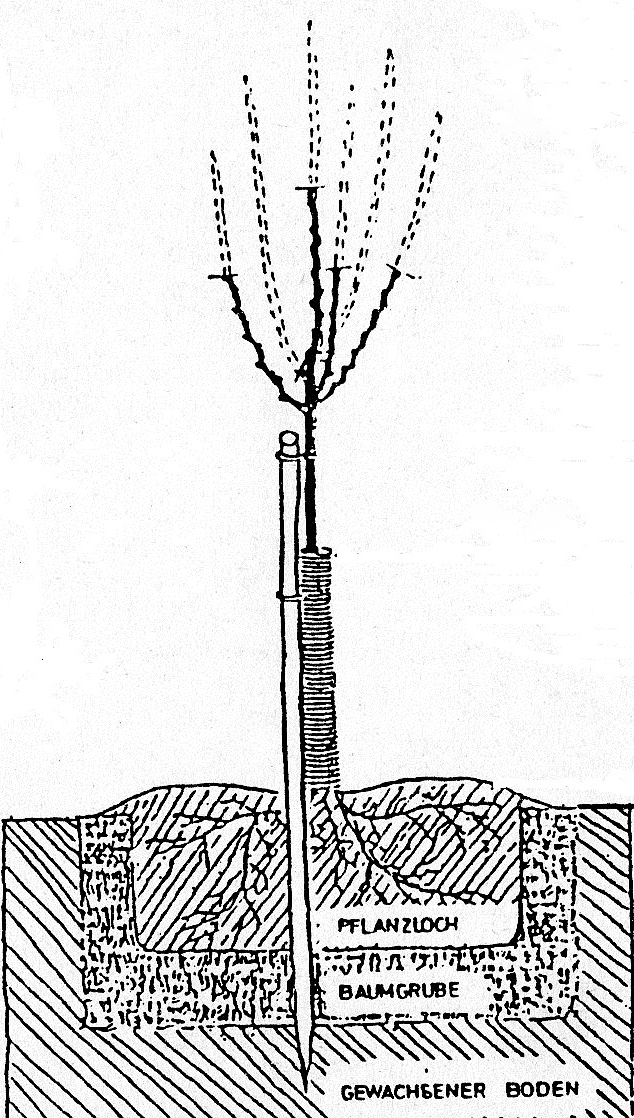 Samstag, 10. März 2018: Wie pflanze ich einen Obstbaum richtig?