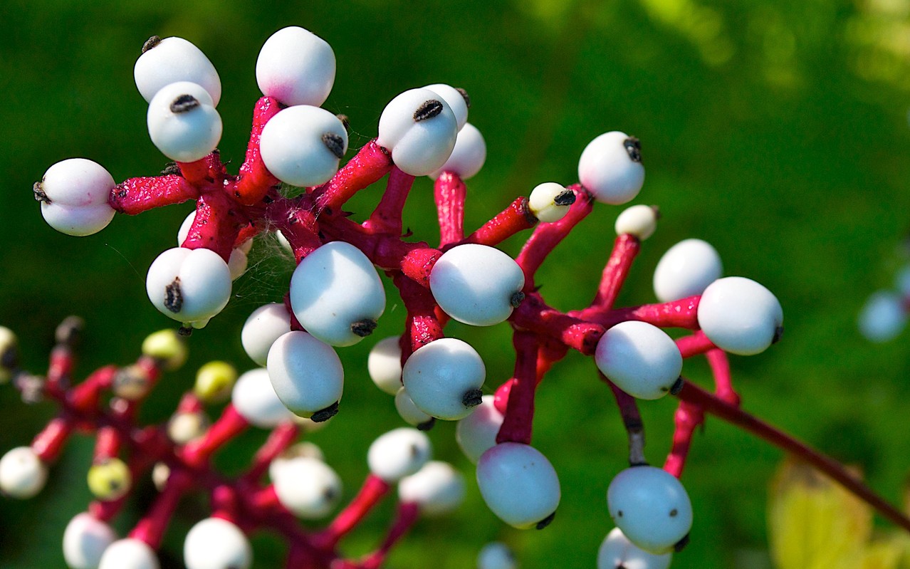 Life on Distant Hill Blog White Baneberry Distant