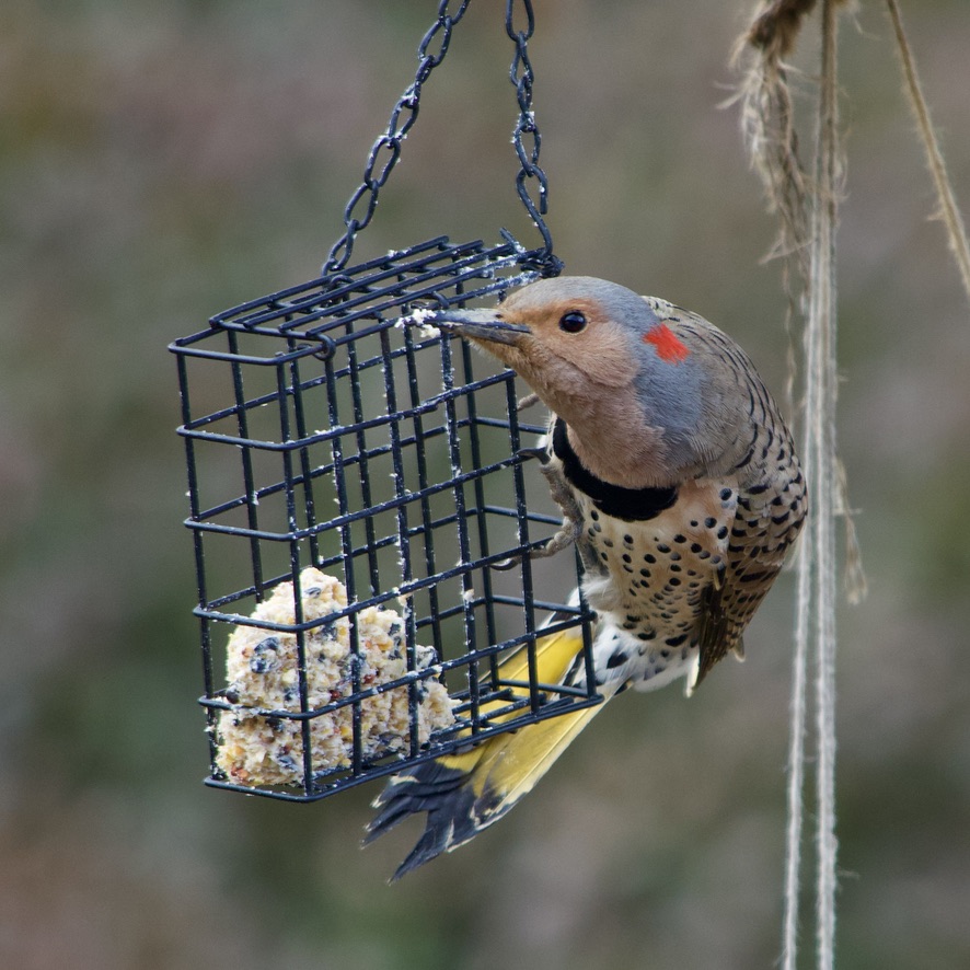 A Yellow-Shafted Flicker displaying its yellow wing tips.