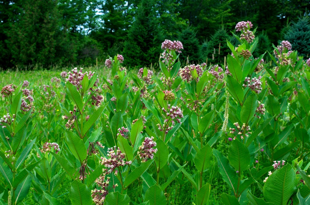 Life on Distant Hill Blog Milkweed Meadow - Distant Hill Gardens