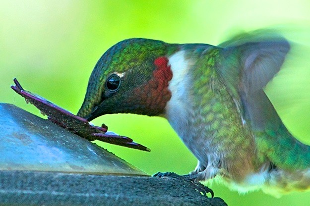 A male Ruby-throated Hummingbird at a feeder at Distant Hill Gardens.