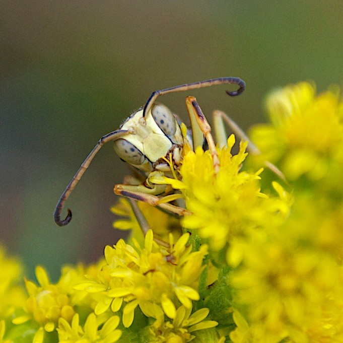 A male Northern Paper Wasp (Polistes fuscatus) feeding on the flower of a late fall goldenrod flower.r.