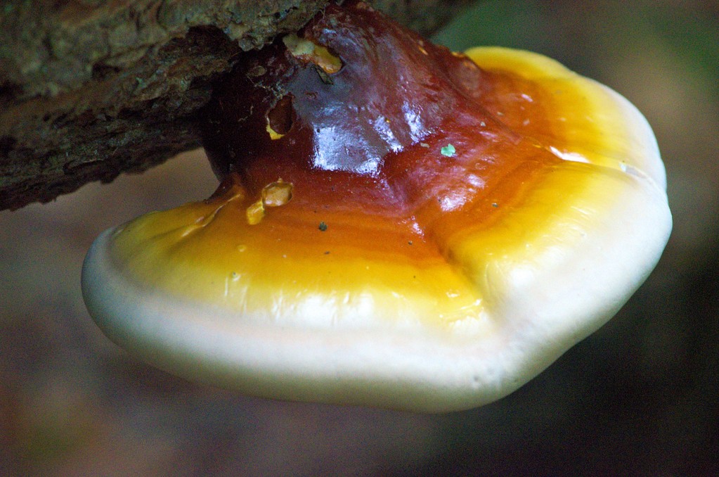 Life on Distant Hill Blog Hemlock Varnish Shelf Mushroom Distant