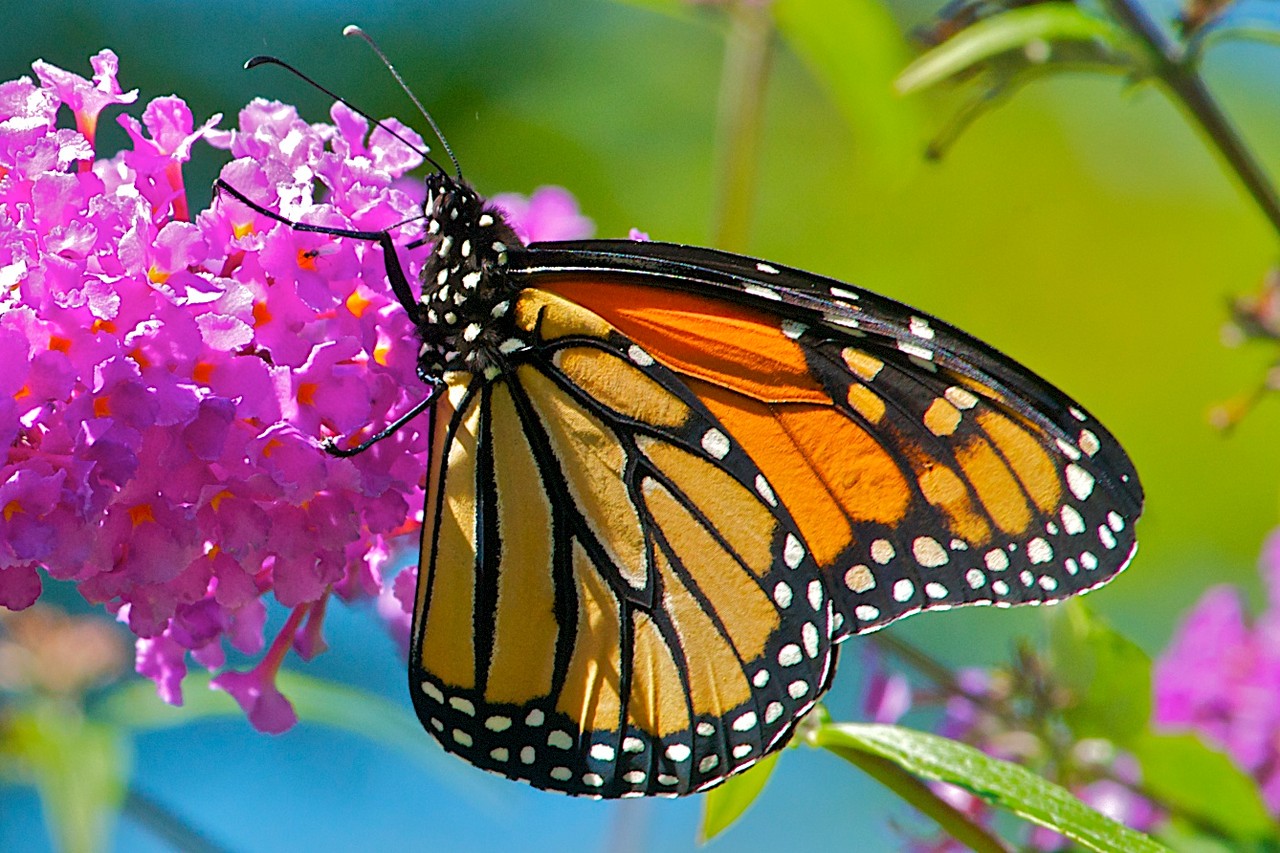 A Monarch Buttterfly feeding on the flower of a Butterfly Bush.