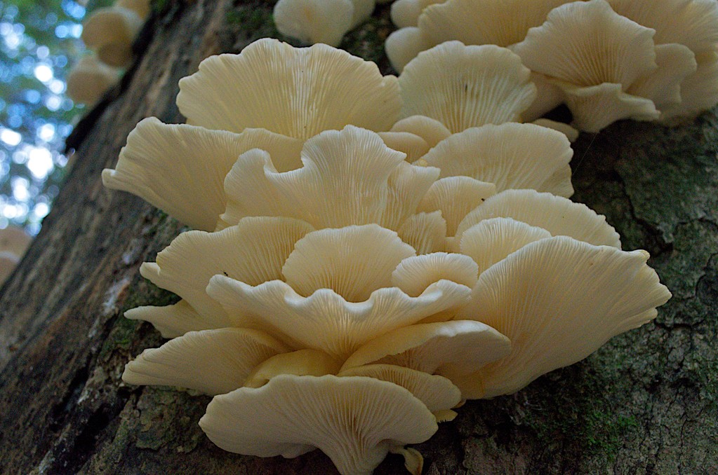 Life on Distant Hill Blog Oyster Mushrooms Distant Hill Gardens