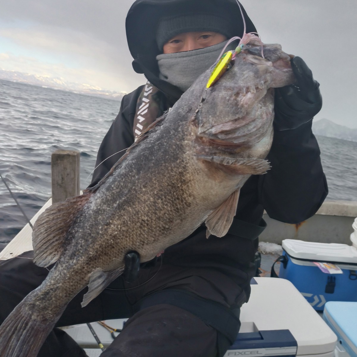 出ましたロクマル！62cm(^_^)v 【道東遠征報告】 - 噴火湾