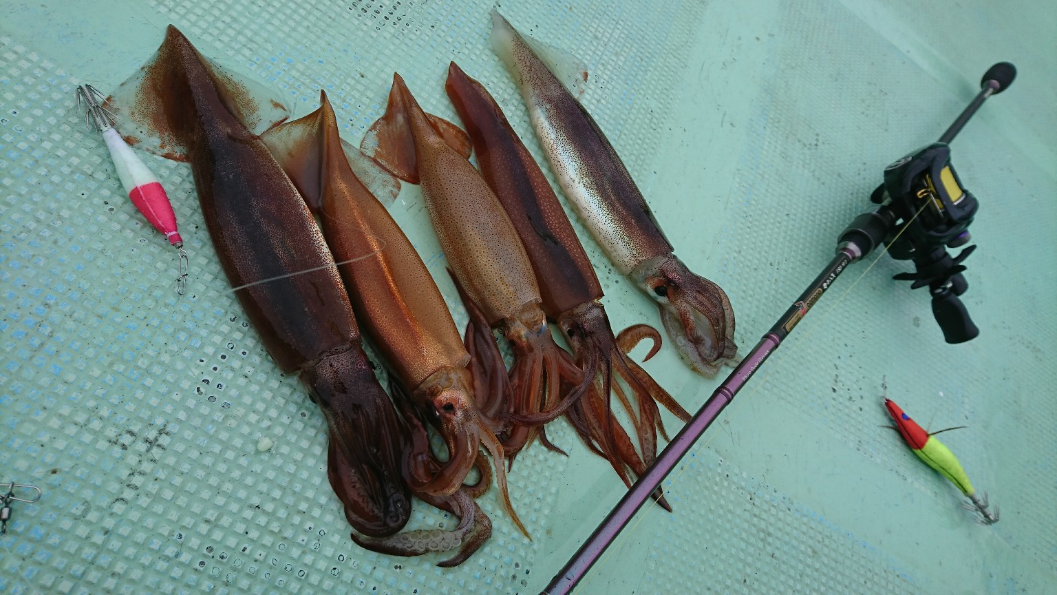 朝イカ調査 そして夜イカも準備万端 噴火湾豊浦の釣り船マジカルアワー