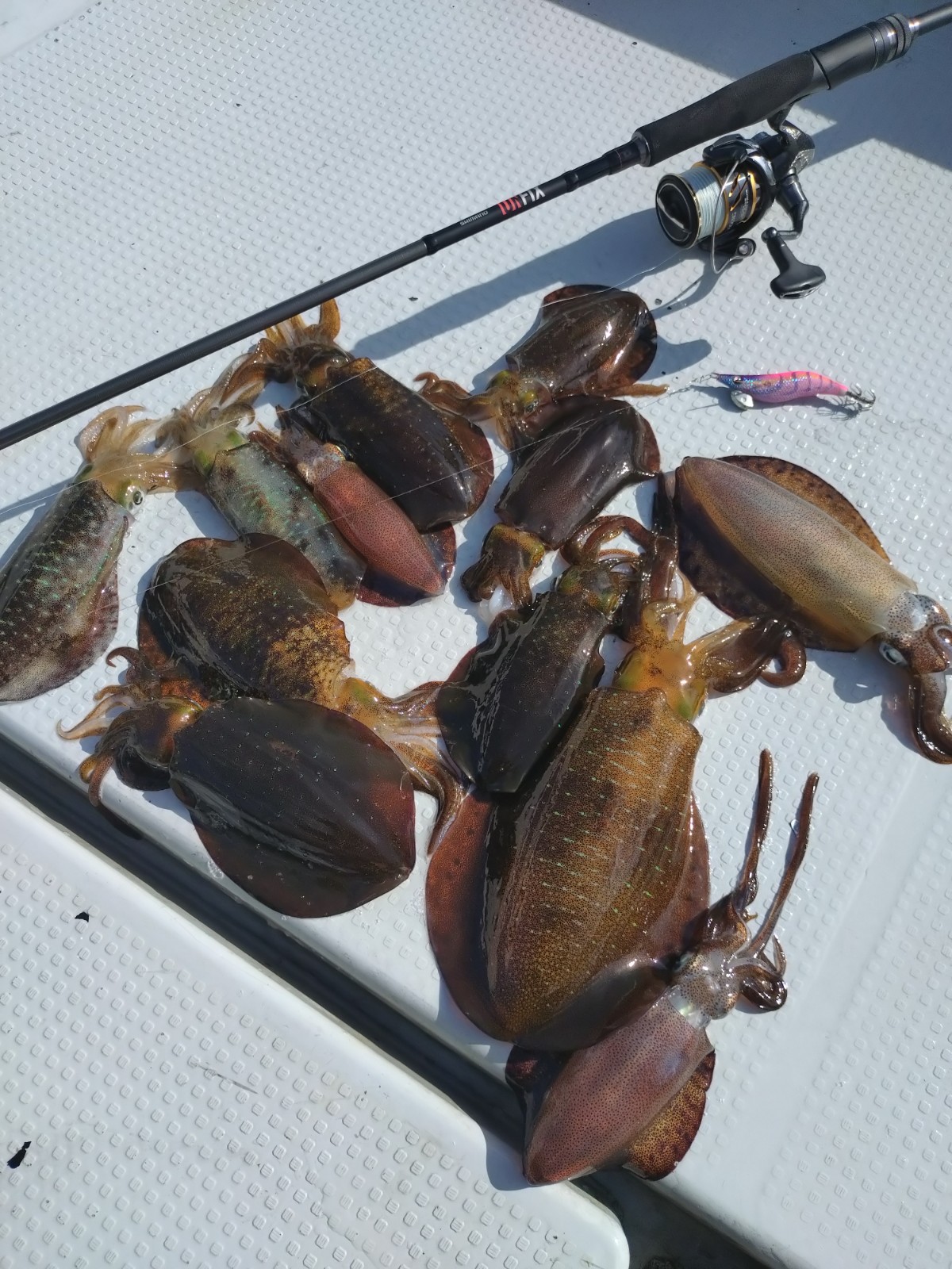 アオリイカちゃんｲﾀ━━━━(ﾟ∀ﾟ)━━━━!! - 噴火湾豊浦の釣り船