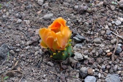 Potential und Resilienz