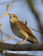 Nachtigall, Foto: NABU/T.Dove