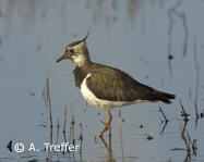 Kiebitz, Foto: A. Treffer