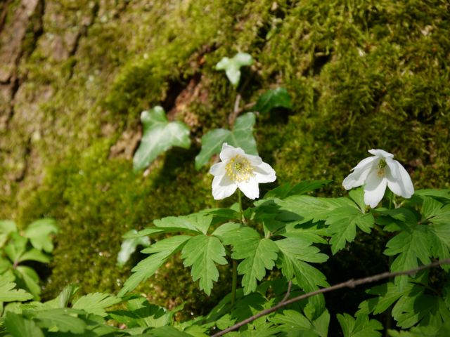 Buschwindröschen, Foto: K. Mangels