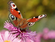 Tagpfauenauge, Foto: NABU
