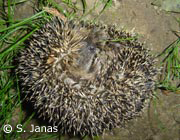 Igel, Foto: S. Janas