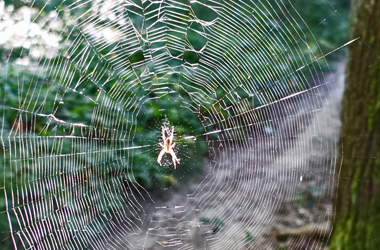 Spinne im Netz, Foto: A. Treffer